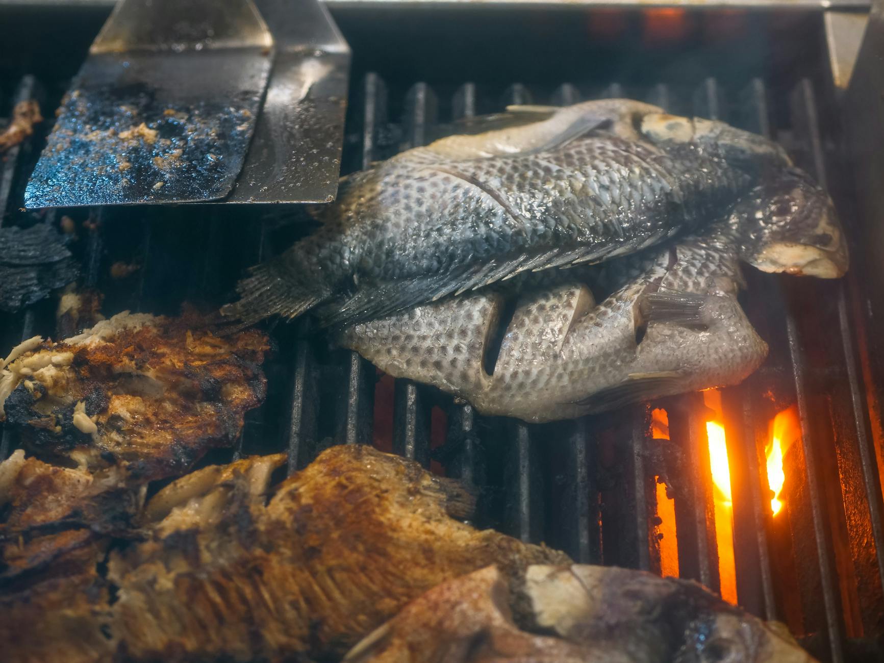 Grillowana świeża tilapia na ruszcie z węglem dla miłośników ryb